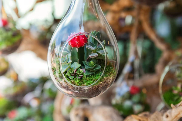 Стеклянная ваза с сочным растением — стоковое фото