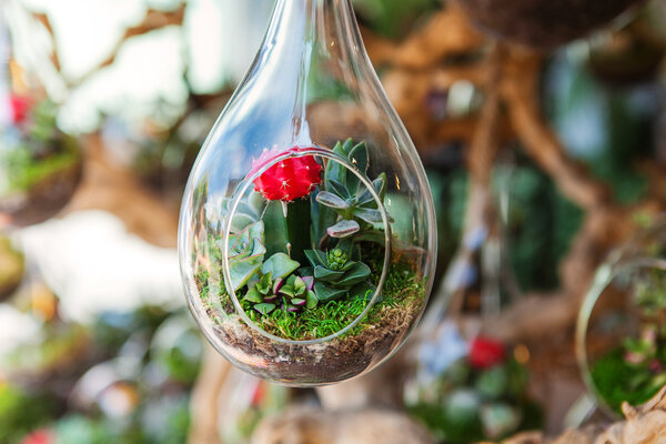 Terrarium with succulent plant