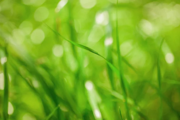 Green nature abstract background — Stock Photo, Image