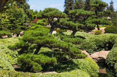 Yaz aylarında güzel Japon yeşil park