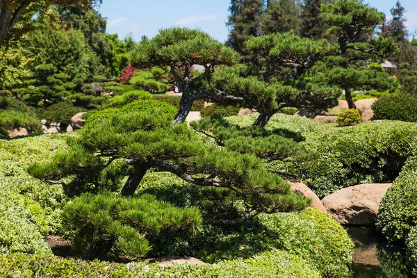 Belo parque verde japonês no tempo de verão — Fotografia de Stock