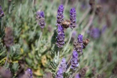 Yaz aylarında lavanta alanını kapat