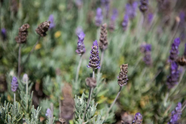 Primo piano del campo di lavanda in estate — Foto Stock