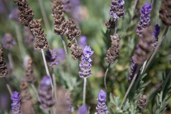 Primo piano del campo di lavanda in estate — Foto Stock