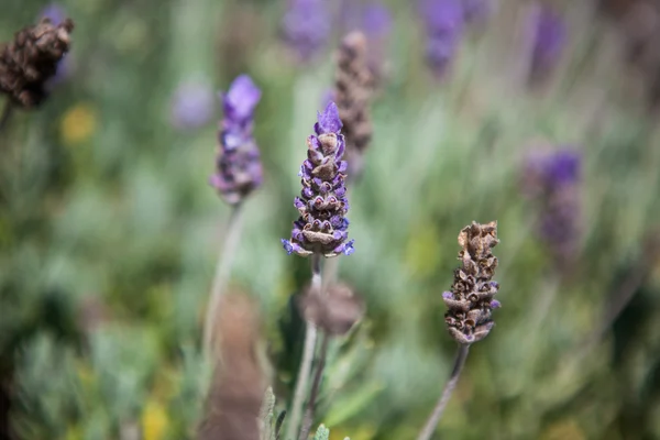 Primo piano del campo di lavanda in estate . — Foto Stock