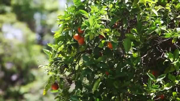 Oranžové strom s plody v městě Los Angeles, Usa — Stock video