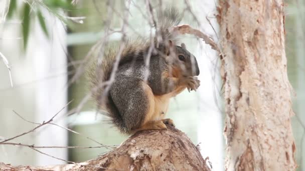 Fox squirrel eating seeds on tree — Stock Video
