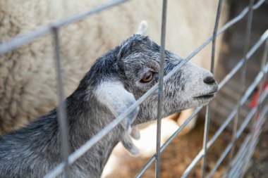 Genç gri komik Keçi çiftliğinde portresi