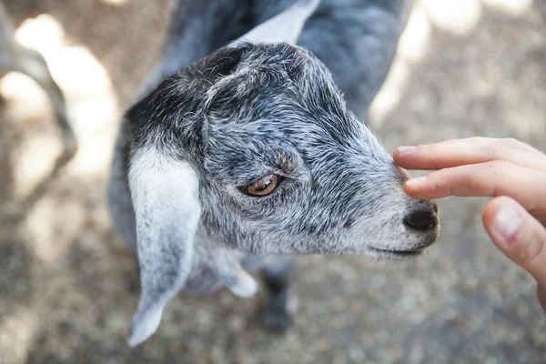 Portrait de jeune chèvre grise drôle à la ferme — Photo