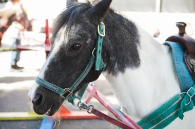 Portre bir beyaz ve gri midilli at.