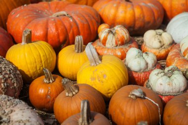 Sonbahar mevsim ve Halloween Pumpkins arka plan