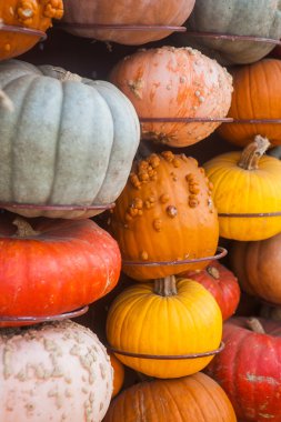 Çok renkli balkabağı. Sonbahar sezonu ve Cadılar Bayramı için arka plan