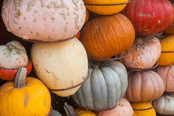 Close up of lots colorful pumpkins. Background for the autumn season and Halloween — Stock Photo, Image