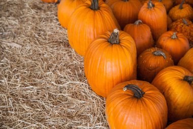 Kabak yama saman dolu bir alanda. Arka plan için sonbahar, Sonbahar, Cadılar Bayramı, Şükran, mevsimlik görüntüleme.