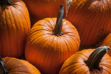 piyasada renkli kabak toplama