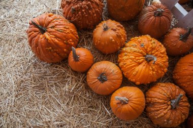 Kabak yama saman dolu bir alanda. Arka plan için sonbahar, Sonbahar, Cadılar Bayramı, Şükran, mevsimlik görüntüleme.