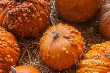 Kabak yama saman dolu bir alanda. Arka plan için sonbahar, Sonbahar, Cadılar Bayramı, Şükran, mevsimlik görüntüleme.