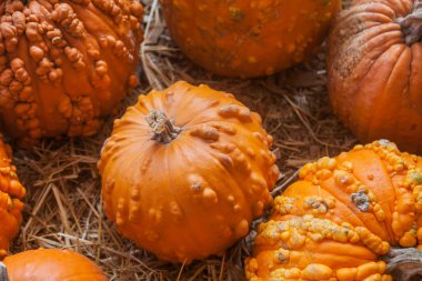 Kabak yama saman dolu bir alanda. Arka plan için sonbahar, Sonbahar, Cadılar Bayramı, Şükran, mevsimlik görüntüleme.