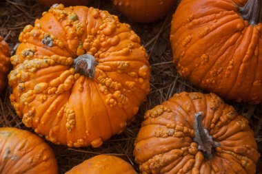 Kabak yama saman dolu bir alanda. Arka plan için sonbahar, Sonbahar, Cadılar Bayramı, Şükran, mevsimlik görüntüleme.