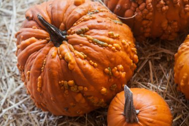 Kabak yama saman dolu bir alanda. Arka plan için sonbahar, Sonbahar, Cadılar Bayramı, Şükran, mevsimlik görüntüleme.