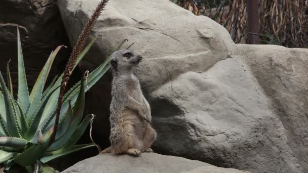 Suricate rechtop, kijken — Stockvideo