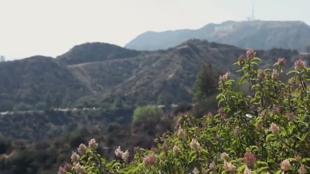 LOS ÁNGELES - DIC 5, 2015. Hermosa vista a la montaña. Señal de Hollywood en la montaña en la distancia en Hollywood, California . — Vídeos de Stock