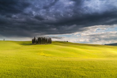 Servi ağaçları Toskana, İtalya