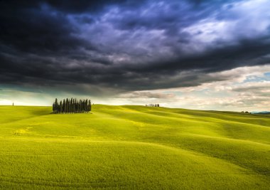 Servi ağaçları Toskana, İtalya