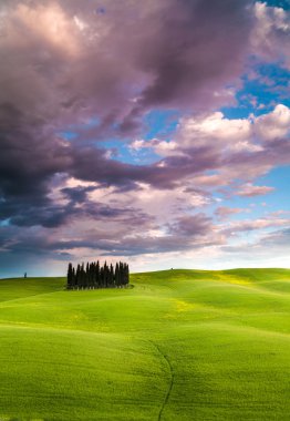 Servi ağaçları Toskana, İtalya
