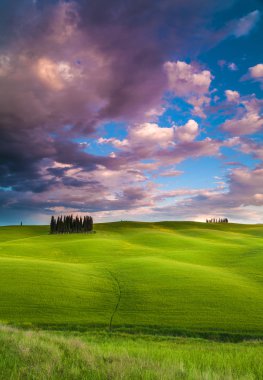 Servi ağaçları Toskana, İtalya