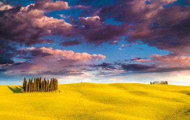 Servi ağaçları Toskana, İtalya