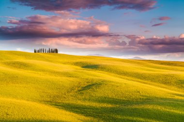Servi ağaçları Toskana, İtalya