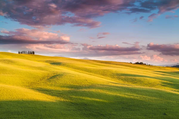 Cypress trees in Tuscany, Italy — Stock Photo, Image