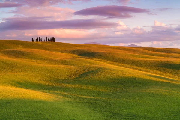 Cipressi in Toscana, Italia — Foto Stock