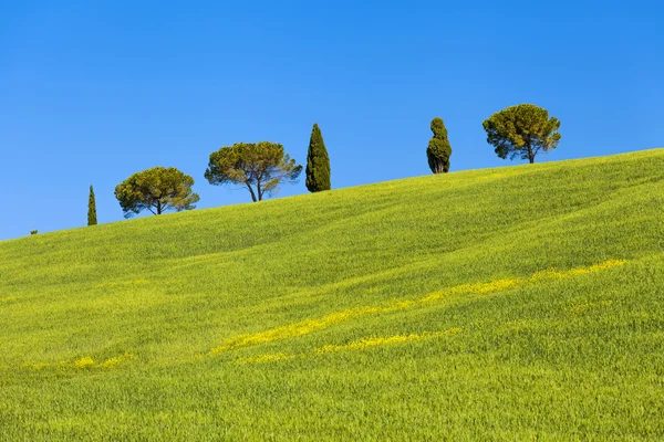 Beau paysage de la Toscane, Italie — Photo