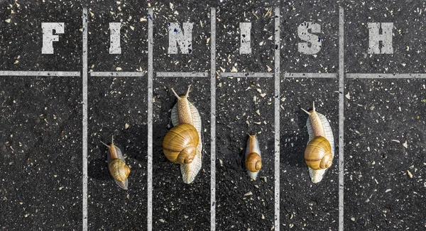 Snail run competition concept — Stock Photo, Image