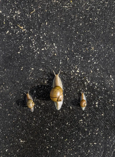 Caracol run, conceito engraçado animal — Fotografia de Stock