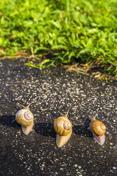 Escargot courir, animal drôle concept — Photo