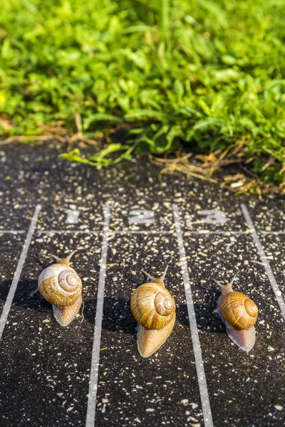 运行竞争概念的蜗牛 — 图库照片