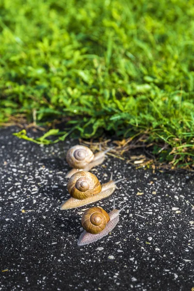 Caracol run, conceito engraçado animal — Fotografia de Stock