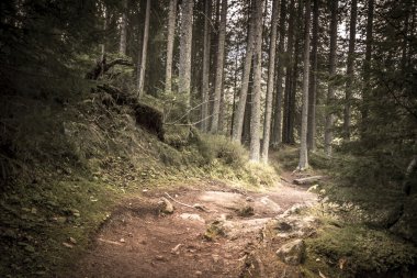 Güneş ışığı ile ormanda yol