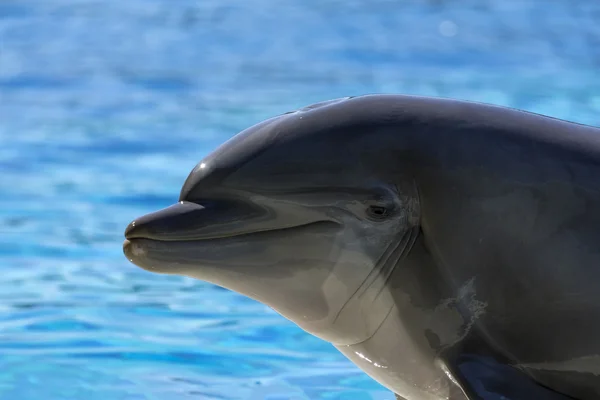 Dolphin head in water — Stock Photo, Image