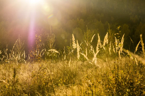 Wildes Gras auf der Bergwiese — Stockfoto