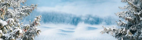 Banner Paisaje Invierno Abetos Cubiertos Nieve Claro Con Bosque —  Fotos de Stock