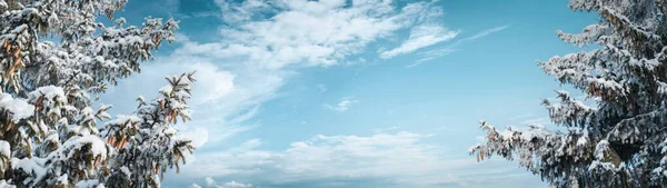 Banner Com Espaço Cópia Inverno Nevado Abetos Cobertos Neve Fundo — Fotografia de Stock