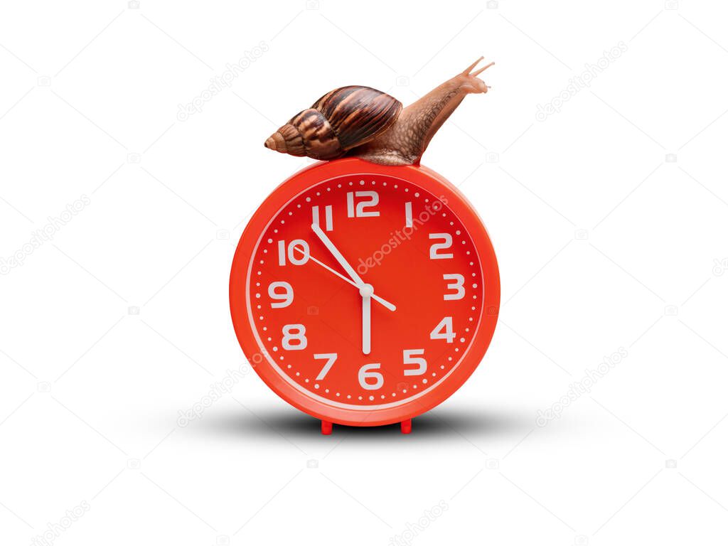 Snail clock isolated on white background: planning and waiting concept.