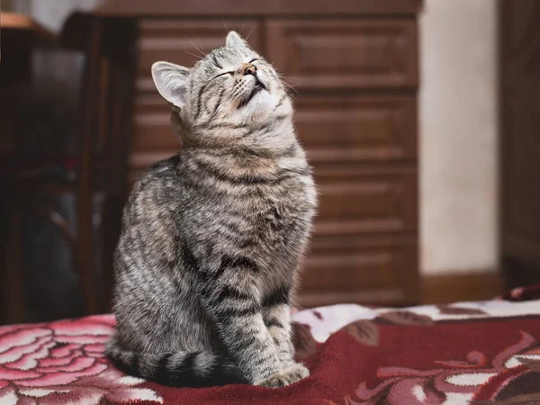 Kapalı Gözlü Genç Bir Tekir Kedi Odada Otururken Kestiriyor — Stok fotoğraf