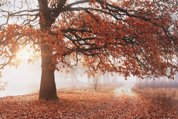 Autumn Landscape Tree Yellow Leaves Park Fog — Stock Photo, Image