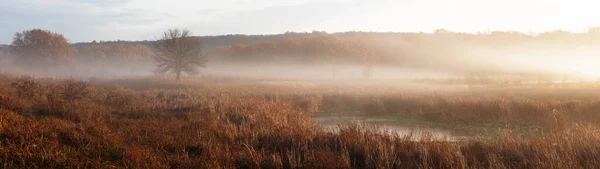 Panorama Autumn Fog Early Morning Bushes Front Forest — Stock Photo, Image