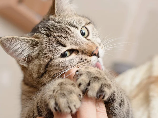 Cat in human hands playfully bites fingers.